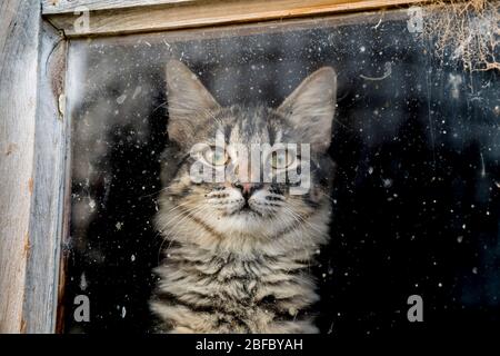 Un fienile gatti coetanei attraverso una finestra fosche Foto Stock