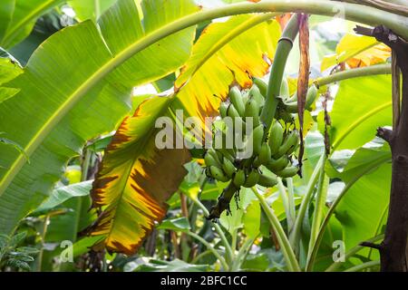 Banana albero crescente mazzo di banane verde non mature frutta su banana giardino. Foto Stock