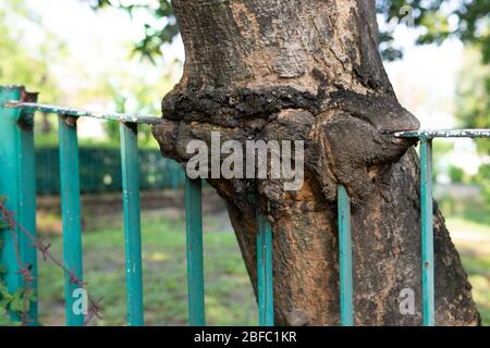 Albero di Mango cresciuto bloccato in recinto di metallo. Foto Stock