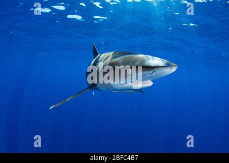 Squalo oceanico con punta bianca, Carcharhinus longimanus, Costa di Kona settentrionale dell'Isola delle Hawaii (la Grande Isola), Isole Hawaii, USA (Pacifico Centrale) Foto Stock