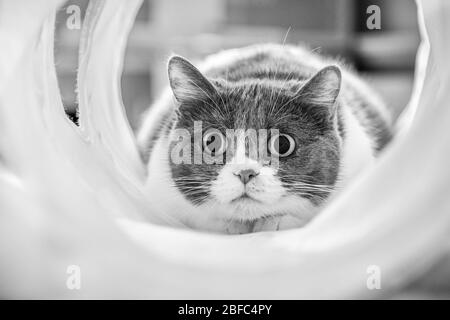Gatto carino con alunni dilatati focalizzati su un bersaglio mentre si gioca in un tunnel; bianco e nero Foto Stock