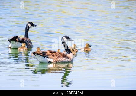 Canada Goose (Branta canadensis) famiglia composta da genitori e 7 goslings, nuotare su un lago in una giornata di primavera soleggiata, San Francisco Bay area, California Foto Stock