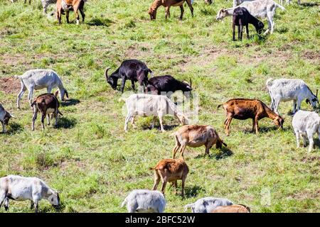Mandria di capre che pascolano su una collina a Sunnyvale, Area della Baia di San Francisco del sud; capre sono usate in molti stati occidentali come t di prevenzione di fuoco selvatico Foto Stock