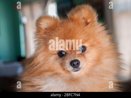 Un cane Pomeraniano che posa e guarda verso la fotocamera per una foto all'interno di una casa, primo piano fotografia. Animali domestici come concetto di famiglia. Foto Stock