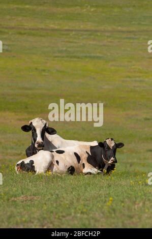 due vacche holstein bianche e nere che si stendono sul campo di pascolo verde su allevamento di bestiame caseario ranch in rurale Countryside of Montana USA formato verticale Foto Stock