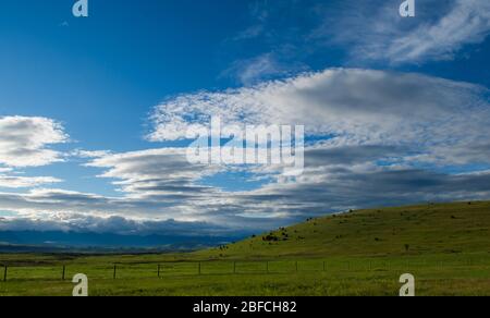 cielo blu aperto con nuvole soffici dietro il verde che rotola colline di ranch bestiame in pascolo rurale sul ranch in Campagna del Montana Stati Uniti Foto Stock