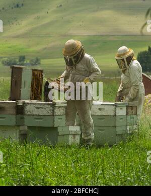 Controllo delle alveari delle api dalle scatole delle api su una fattoria di api che fa miele Foto Stock