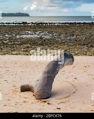Foto della spiaggia durante la bassa marea con coralli morti sulla riva e legno di ceppo di albero caduto, sepolto metà nella spiaggia di sabbia, che lo rende un luogo perfetto per sedersi Foto Stock