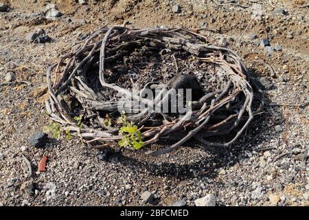 Le viti di uva si avvolgono in un cerchio per proteggere contro il vento alto e trattenere l'umidità chiamata Kouloura a Santorini, Grecia. Foto Stock