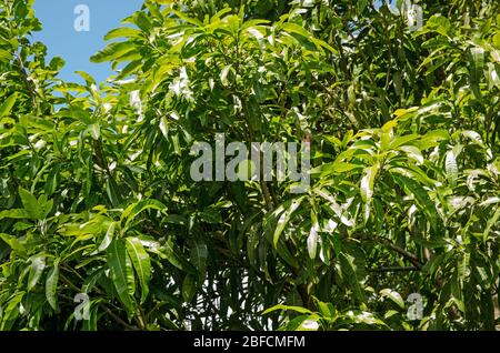 Grande frutto di mango che cresce su un albero a Tobago. Foto Stock