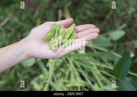 Edamame raccolto a casa nel giardino, fagioli giapponesi a Iiyama, Nagano, Giappone. Foto Stock