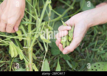 Edamame raccolto a casa nel giardino, fagioli giapponesi a Iiyama, Nagano, Giappone. Foto Stock