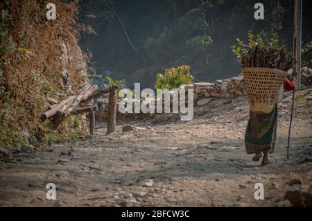 La vista posteriore di una donna nepalese che porta legna sulla schiena, mostra la vita reale, la cultura locale e la tradizione nel villaggio di montagna di Pokhara, Nepa Foto Stock