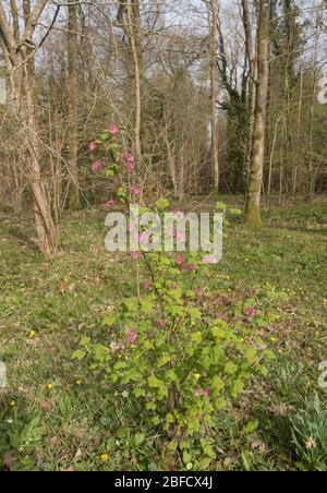 Fiori di primavera rosa su un arbusto di curry fiorito deciduo (Ribes sanguineum 'Lombartsii') in un Giardino di Bosco in Devon Rurale, Inghilterra, Regno Unito Foto Stock