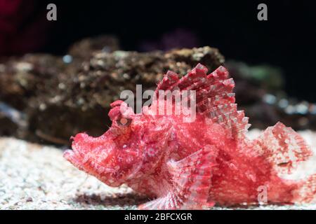 Primo piano. Pterois è un genere di pesci marini velenosi, leoni. Foto Stock