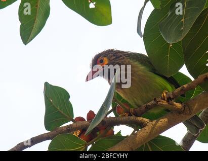 Un Barbet a testa marrone su un albero al Parco Nazionale di Bandhavgarh, Madhya Pradesh, India Foto Stock