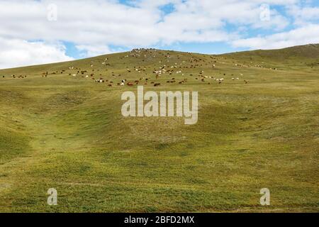Gregge di pecore e capre su un pascolo in Mongolia Foto Stock