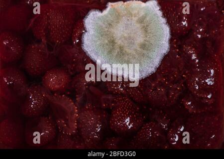Stampo su confettura di fragole primo piano Foto Stock