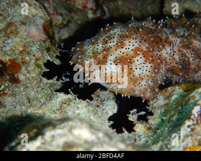 Cetriolo di mare sono echinodermi dalla classe Holothuroidea Foto Stock