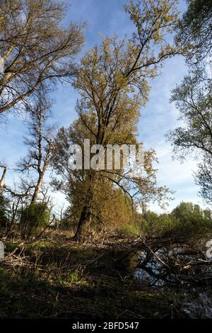 Riserva naturale a Rees sul basso Reno, natura incontaminata sulle rive del vecchio e originale fiume Reno Foto Stock