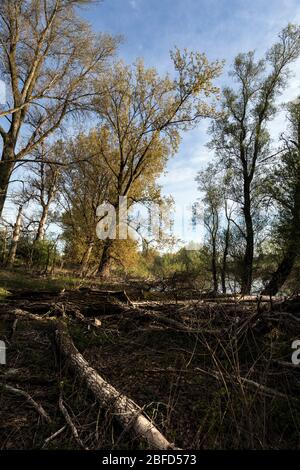 Riserva naturale a Rees sul basso Reno, natura incontaminata sulle rive del vecchio e originale fiume Reno Foto Stock