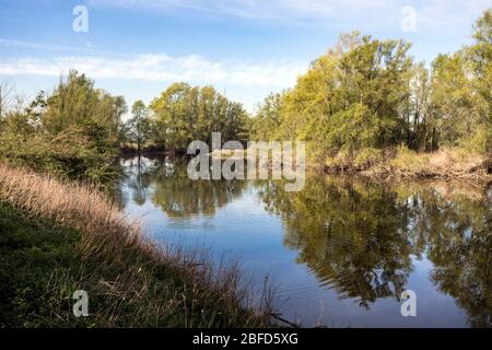 Riserva naturale a Rees sul basso Reno, natura incontaminata sulle rive del vecchio e originale fiume Reno Foto Stock