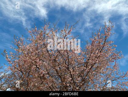 FIORI ROSA DI CILIEGIA O FIORI ALL'INIZIO DELLA PRIMAVERA CON UN CIELO BLU PRUNUS SERRULATA O SAKURA (桜 O 櫻; さくら) Foto Stock