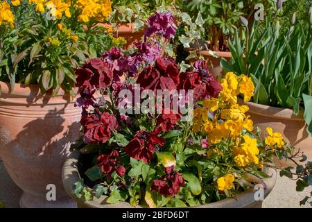 WALLFOWERS ROSSO E GIALLO IN PRIMAVERA ERYSIMUM Foto Stock
