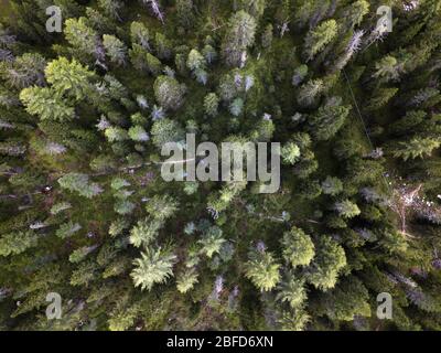 Veduta aerea di alcuni alberi verdi da un drone, al Lago di Misurina, Cortina d'Ampezzo, Italia. Foto Stock