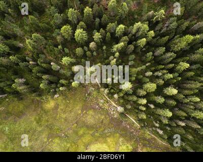 Veduta aerea di alcuni alberi verdi da un drone, al Lago di Misurina, Cortina d'Ampezzo, Italia. Foto Stock