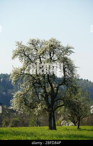 Albero di pera in fiore nella primavera. Un albero solitario coperto da piccoli fiori bianchi nella campagna svizzera Foto Stock