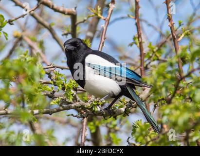 Primo piano di una Magpie (Pica pica) seduta in un albero di biancospino Foto Stock