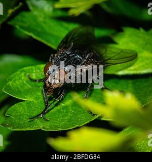 Blow fly Bluebottle Foto Stock