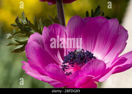 Primo piano di un anemone viola con sfondo sfocato in giallo e verde Foto Stock