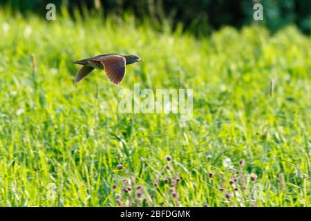 Crake di mais, Crake di mais (Crex crex). Russia, Mosca Foto Stock