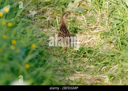 Crake di mais, Crake di mais (Crex crex). Russia, Mosca Foto Stock