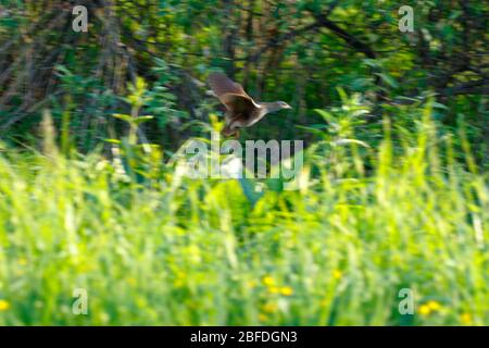 Crake di mais, Crake di mais (Crex crex). Russia, Mosca Foto Stock