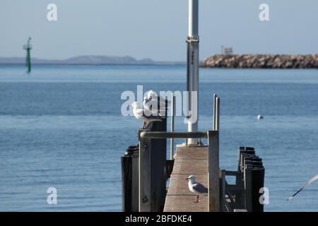 Uccelli seduti sul molo della baia a Esperance, Australia Occidentale Foto Stock