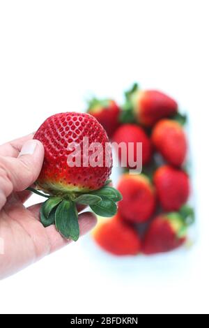 Primo piano di fragole fresche isolate su sfondo bianco Foto Stock