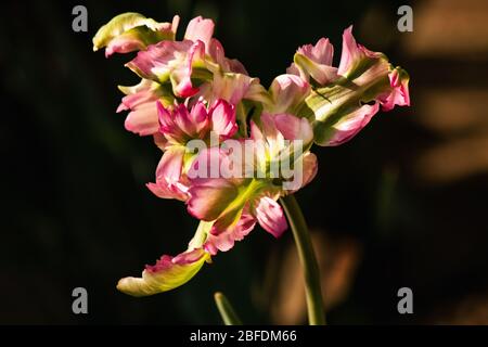 Dutch Green Wave Parrot Tulip selezione di una varietà di primo piano su uno sfondo scuro. Primavera fioritura di tulipani belli. Bella vacanza fiore auto Foto Stock