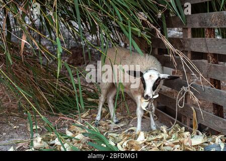 Capra nazionale bianca e nera nella fattoria dietro recinto Foto Stock