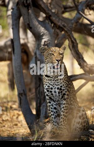 leopardo selvatico seduto alla base di alberi sottili che scannano per preda Foto Stock