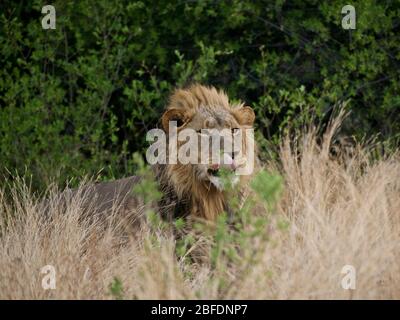 Agitato leone maschio in erba lunga guardando due leonesse Foto Stock