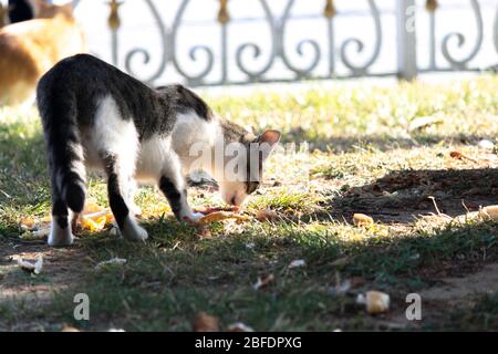 Gatto randagio in erba bianca e nera. Mangia il cibo rimasto sull'erba. Foto Stock