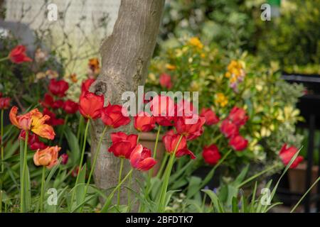 Tulipani diversi colori visti in un giardino nel mese di aprile. Foto Stock