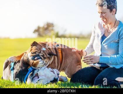 Due cani divertenti che si combattono e sorridono donna felice in grigio su prato / erba verde su soleggiato giornata di primavera calda nel parco Foto Stock