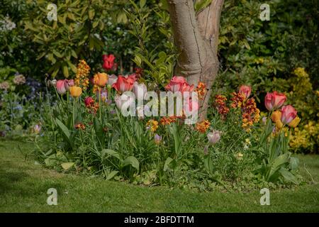 Tulipani diversi colori visti in un giardino nel mese di aprile. Foto Stock