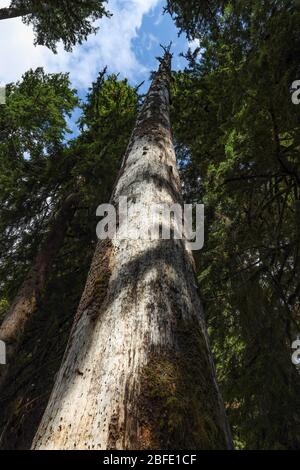 Il sentiero della Hall of Mosses nella foresta pluviale di Hoh del Parco Nazionale Olimpico è fiancheggiato da alberi antichi, soprattutto aceri bigleaf e sfuchi Sitka drappeggiati in mo Foto Stock