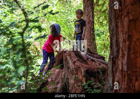 Il sentiero della Hall of Mosses nella foresta pluviale di Hoh del Parco Nazionale Olimpico è fiancheggiato da alberi antichi, soprattutto aceri bigleaf e sfuchi Sitka drappeggiati in mo Foto Stock