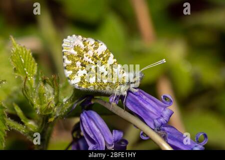 Farfalla punta arancione maschio a riposo su Bluebells Foto Stock